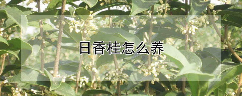 日香桂怎么养 日香桂好养吗