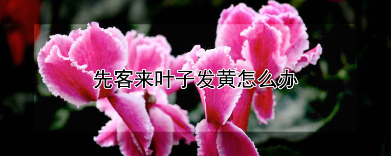 先客来叶子发黄怎么办 迎客来叶子发黄为什么