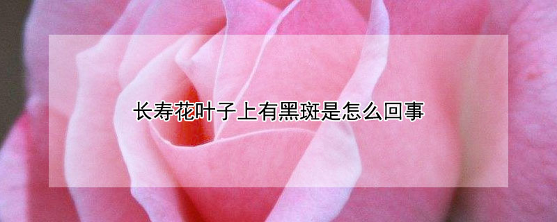 长寿花叶子上有黑斑是怎么回事 长寿花叶子长黑斑是怎么回事