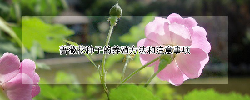 蔷薇花种子的养殖方法和注意事项 蔷薇花种子怎么种植方法