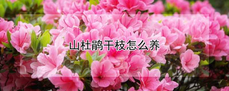 山杜鹃干枝怎么养 杜鹃花怎么养