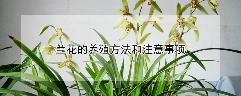 兰花的养殖方法和注意事项（兰花的养殖方法和注意事项 盆栽温度）