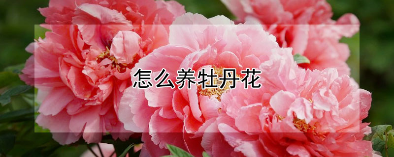 怎么养牡丹花（怎么养牡丹花好看）