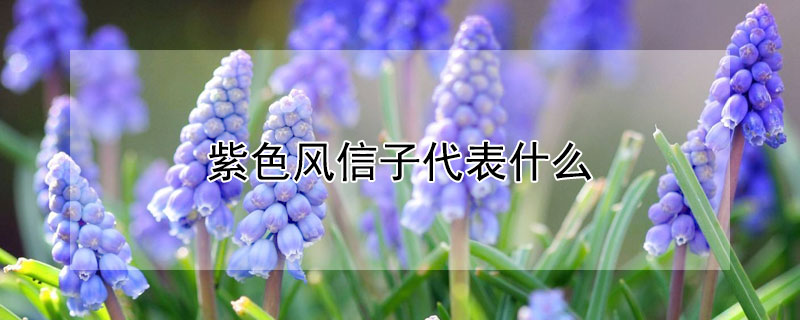 紫色风信子代表什么 风信子 紫色