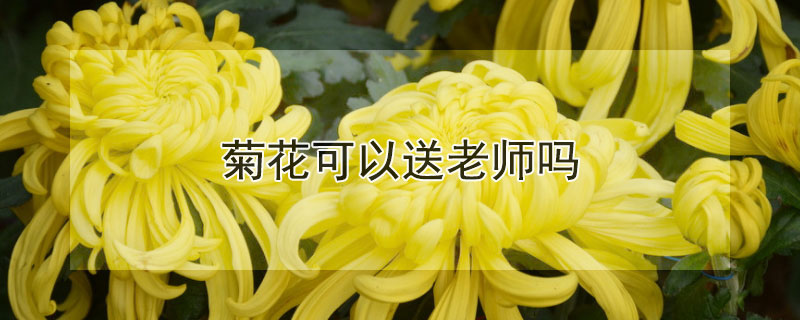 菊花可以送老师吗 教师节送菊花可以吗