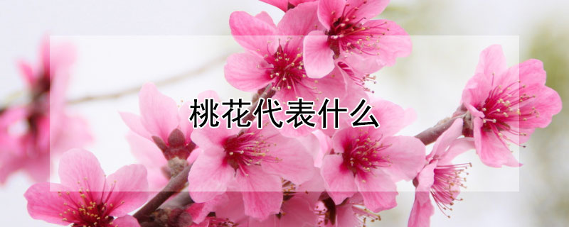 桃花代表什么（桃花代表什么意思）
