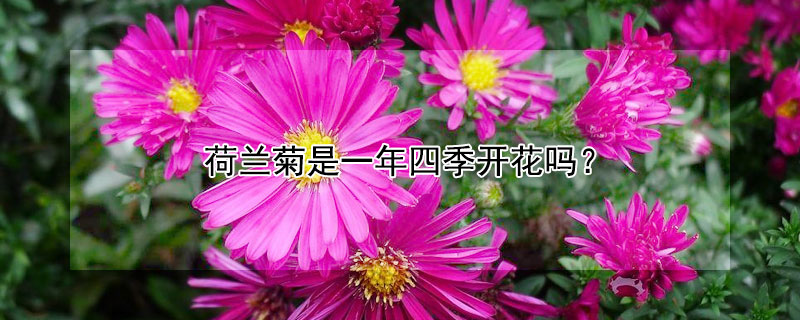 荷兰菊是一年四季开花吗（荷兰菊能四季开花吗）