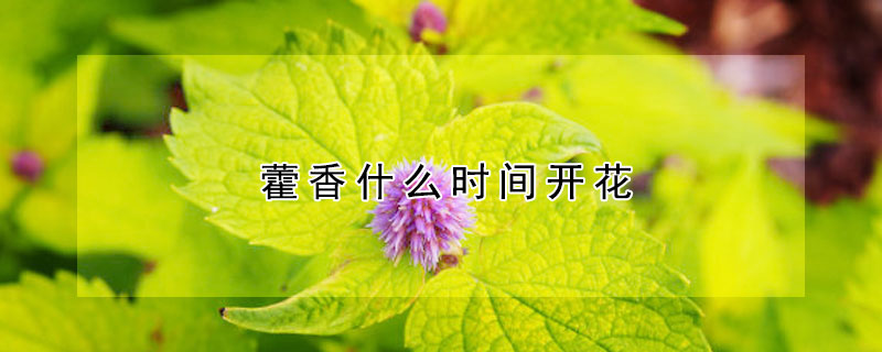 藿香什么时间开花 藿香什么时候开花结果