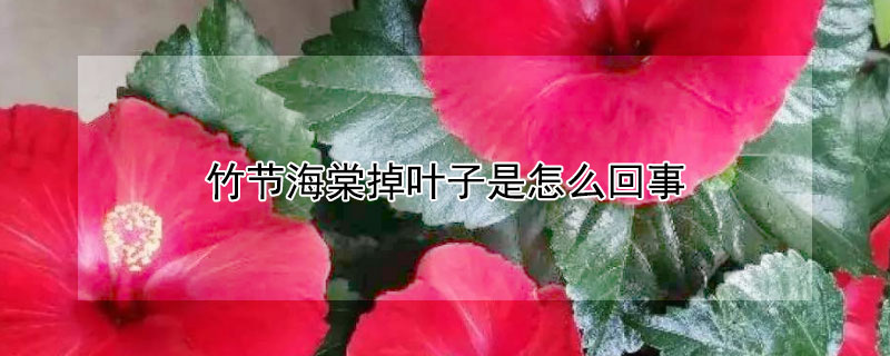 竹节海棠掉叶子是怎么回事 竹节海棠枯叶怎么回事