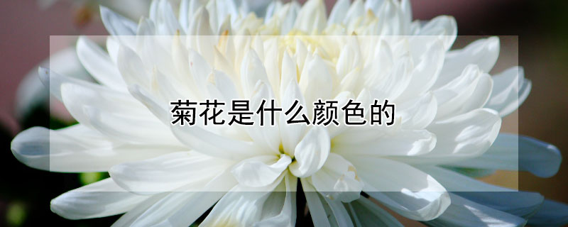 菊花是什么颜色的 菊花是什么颜色的图片