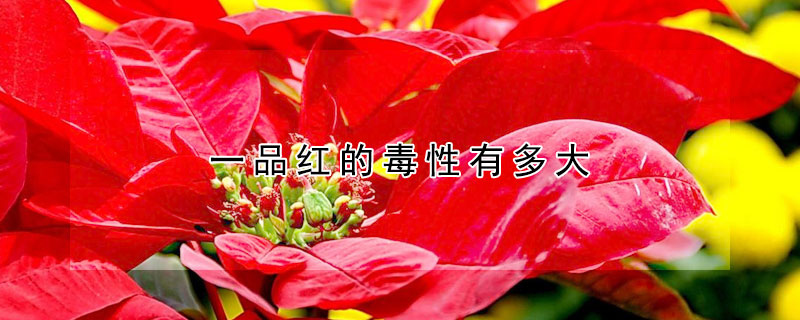 一品红的毒性有多大 一品红有什么毒性