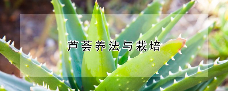 芦荟养法与栽培（芦荟的培养方法）