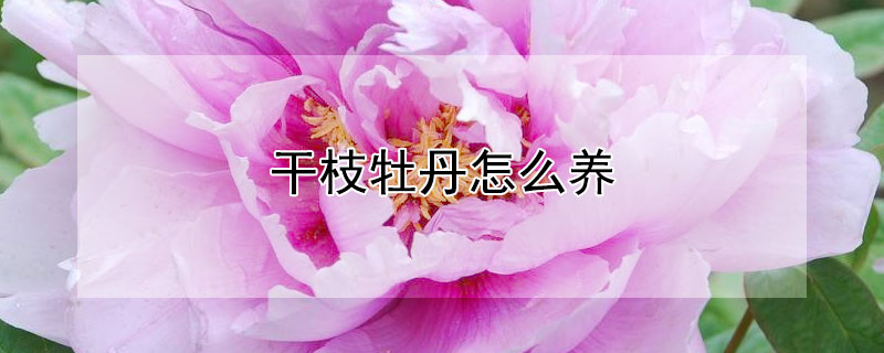 干枝牡丹怎么养（松叶牡丹怎么养）