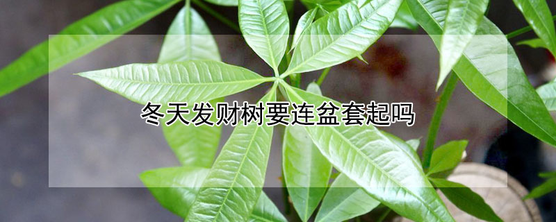 冬天发财树要连盆套起吗（发财树冬天可以套袋吗）