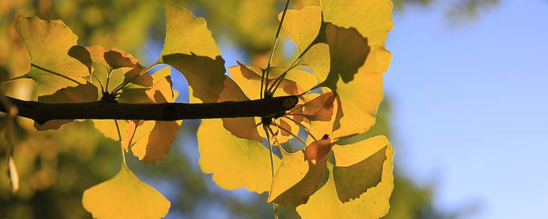 银杏树的寄语（关于银杏树的寄语）