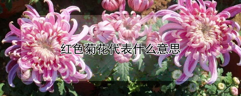 红色菊花代表什么意思 红色菊花表示什么意思