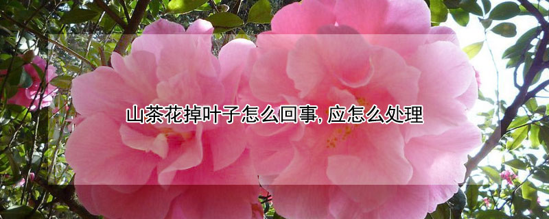 山茶花掉叶子怎么回事,应怎么处理（山茶花的掉叶子怎么办）