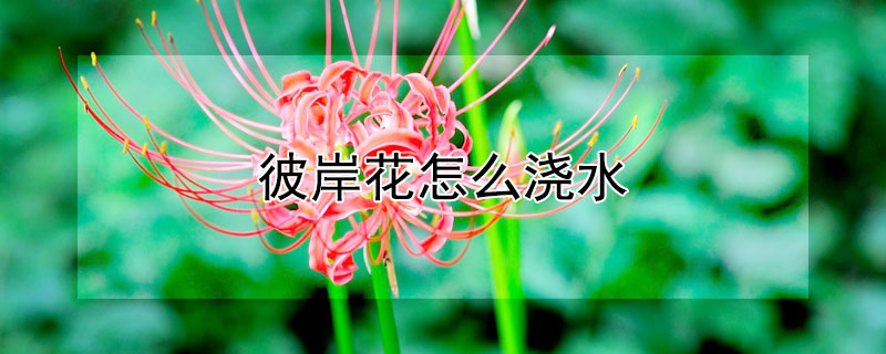 彼岸花怎么浇水 彼岸花刚种下可以浇水吗