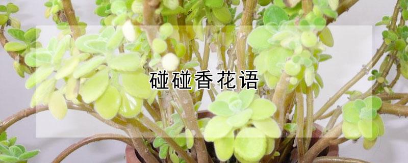 碰碰香花语 碰碰香花语和寓意