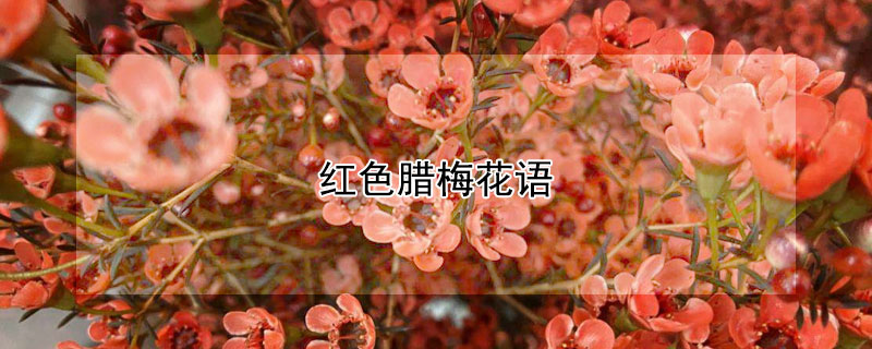 红色腊梅花语 红色腊梅花寓意