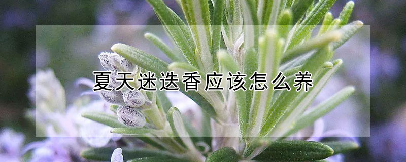 夏天迷迭香应该怎么养（夏天迷迭香的种植方法）