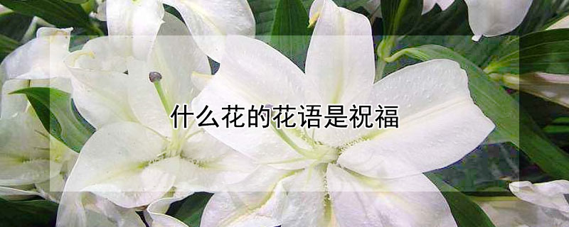 什么花的花语是祝福（什么花的花语是祝福学业的）