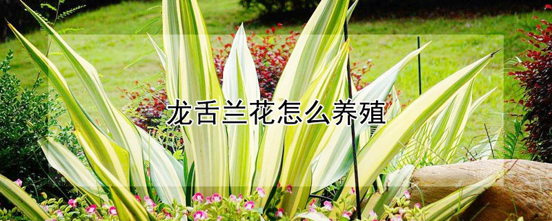 龙舌兰花怎么养殖 盆栽龙舌兰的养殖方法