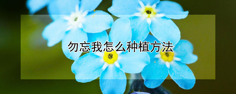 勿忘我怎么种植方法 勿忘我的种植条件和种植方法