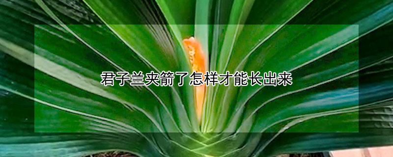 君子兰夹箭了怎样才能长出来(君子兰夹箭还能长出来吗)