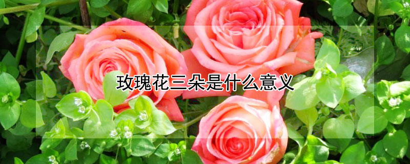 玫瑰花三朵是什么意义（玫瑰花3朵代表什么意义）