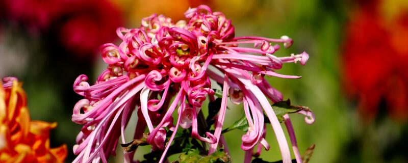 红色菊花花语 红色菊花花语是什么