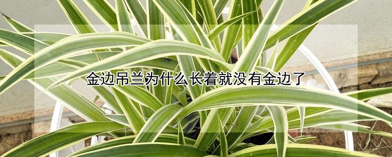 金边吊兰为什么长着就没有金边了 金边吊兰长着长着没有金边了
