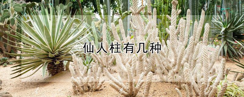 仙人柱有几种 仙人柱有几种颜色