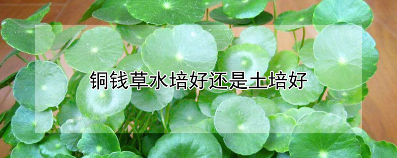 铜钱草水培好还是土培好 铜钱草水培和土培哪个好养