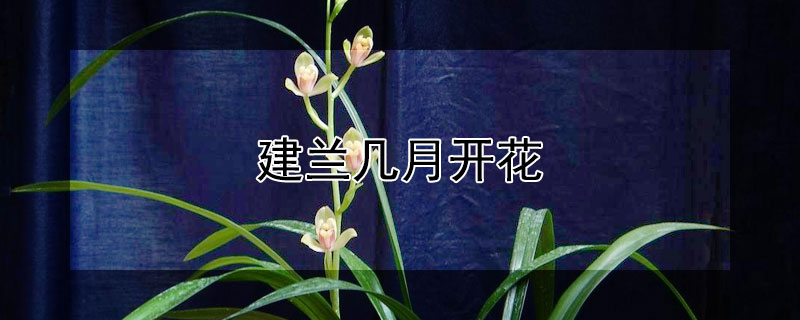 建兰几月开花 建兰几月开花几月发芽