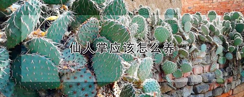 仙人掌应该怎么养 仙人掌该如何养