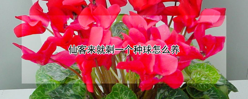 仙客来就剩一个种球怎么养 仙客来就剩种球能活吗