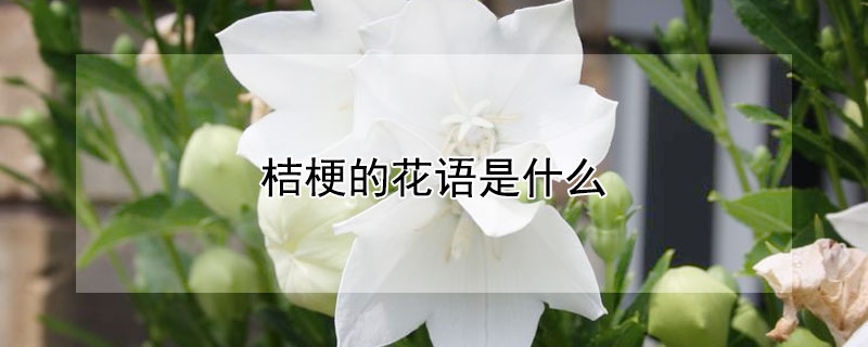 桔梗的花语是什么（白色洋桔梗的花语是什么）