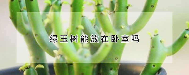 绿玉树能放在卧室吗（绿玉树可以养在室内吗）