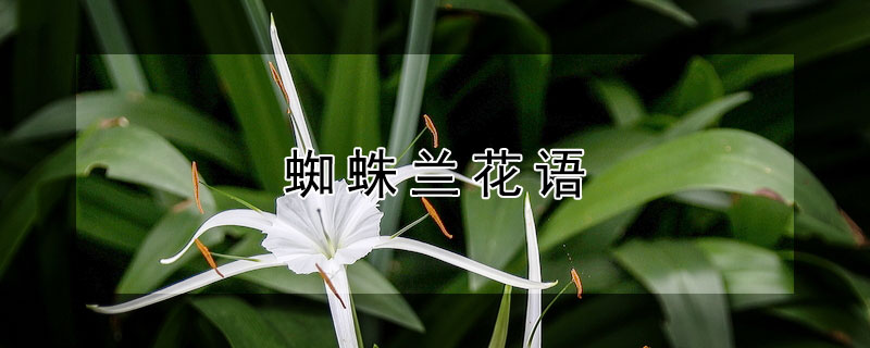 蜘蛛兰花语（蜘蛛兰是什么植物）