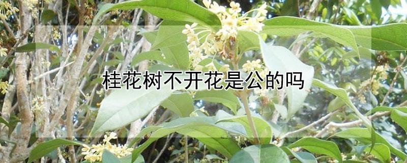 桂花树不开花是公的吗（桂花树有公的吗,为什么不开花）
