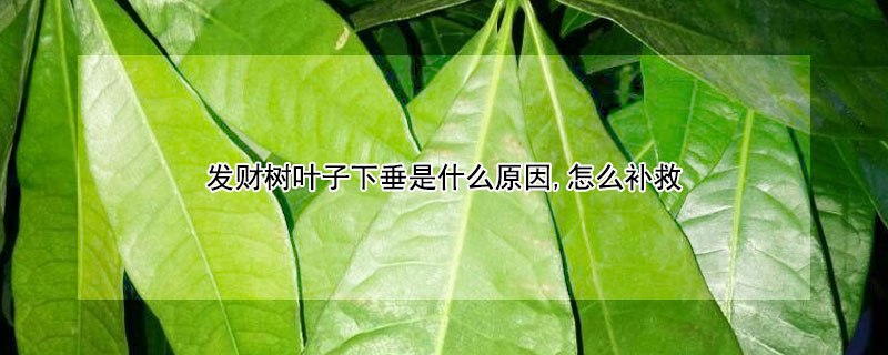 发财树叶子下垂是什么原因,怎么补救 发财树的叶子往下垂是怎么回事