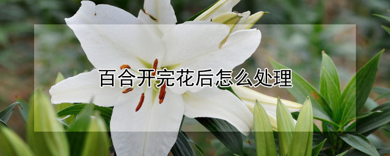 百合开完花后怎么处理（百合开完花后怎么处理来年开得更好）