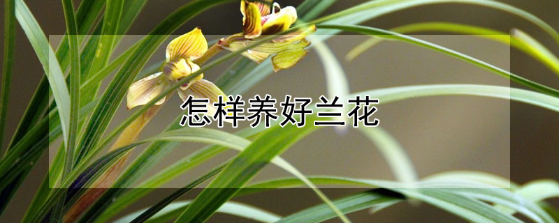 怎样养好兰花（兰花的养殖方法）