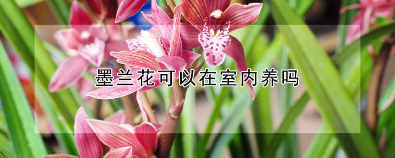 墨兰花可以在室内养吗 墨兰花能在室内养吗