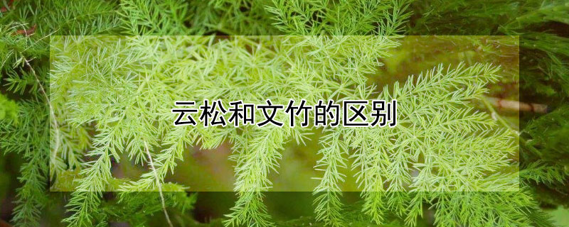 云松和文竹的区别(云松是文竹吗)