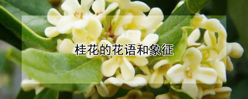 桂花的花语和象征 桂花的花语和象征意义语