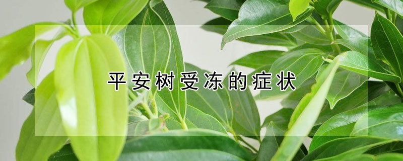 平安树受冻的症状（平安树受冻了怎么办）