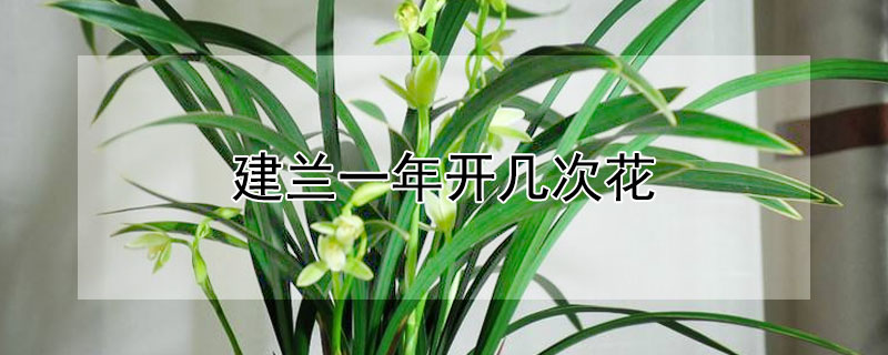 建兰一年开几次花（兰花一年开几次花）