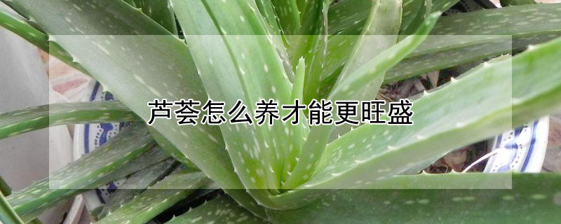 芦荟怎么养才能更旺盛 水培芦荟怎么养才能更旺盛